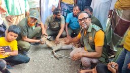 পাথরঘাটায় কুকুরের ধাওয়া খেয়ে লোকালয়ে চিত্রা হরিণ