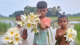 পদ্ম বিলের অপরূপ সৌন্দর্য পদ্ম ফুল
