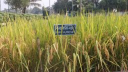 ধান গবেষণায় নতুন সাফল্য: ব্লাস্ট প্রতিরোধী ও সুগন্ধি আমনের দুই জাত উদ্ভাবন