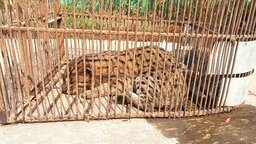 নেত্রকোণায় আহত অবস্থায় বিলুপ্তপ্রায় গন্ধগোকুল (মেছো বাঘ) উদ্ধার