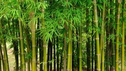 আজ বিশ্ব বাঁশ দিবস, দিনটি পালনের উদ্দেশ্য কী