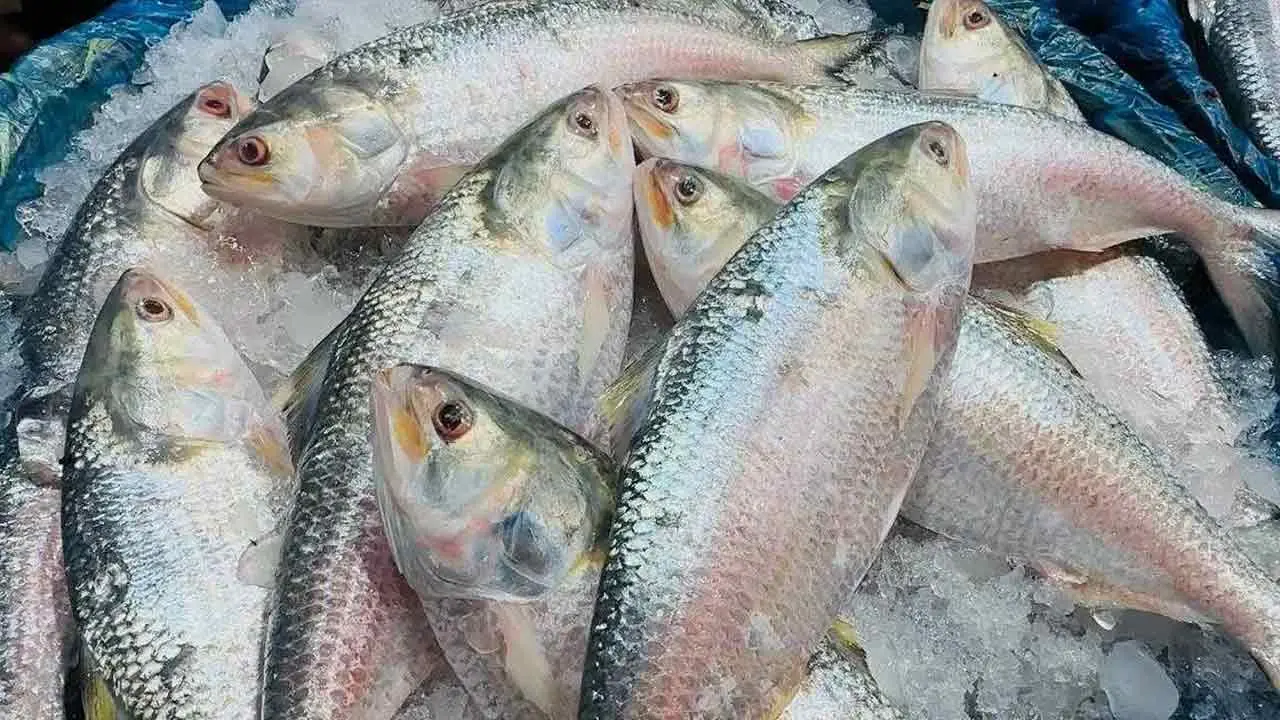 ভারত থেকে ইলিশ আমদানি বন্ধ করল বাংলাদেশ