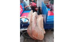 নোয়াখালীতে ১১৩ কেজির শাপলাপাতা মাছ জব্দ