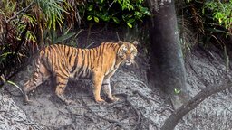 সুন্দরবনের হাড়বাড়িয়া পর্যটনকেন্দ্রে দেখা মিলল রয়েল বেঙ্গল টাইগারের