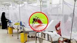 ২৪ ঘণ্টায় ডেঙ্গুতে আক্রান্ত ৯৯৪, মৃত্যু ৩