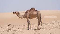 গোপালগঞ্জে প্রথমবারের মতো উটের মাংস বিক্রির ঘোষণা, কেজি ৪২০০ টাকা