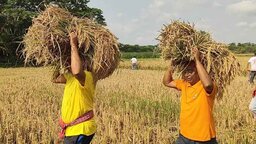 কোটালীপাড়ায় নিজ হাতে ধান কেটে কৃষকের বাড়ি পৌঁছে দিলেন এমপি জিলানী
