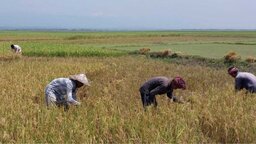 উজানের বৃষ্টিতে সুনামগঞ্জে আগাম বন্যার শঙ্কা, দ্রুত ধান কাটার নির্দেশ