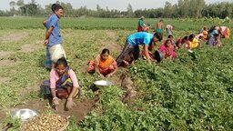 নীলফামারীতে আলুর দামে ধস, উৎপাদন খরচ না ওঠায় দিশেহারা কৃষক