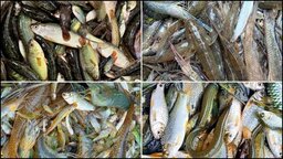 বিলুপ্তির পথে সুনামগঞ্জের হাওরের বিভিন্ন প্রজাতির মাছ