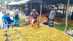 বাগেরহাটে সুপারির বাম্পার ফলনে বাগান মালিকের মুখে হাসির ঝিলিক