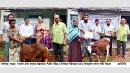 বগুড়ার শেরপুরে ৫ দরিদ্র পরিবারের মাঝে বকনা গরু বিতরণ