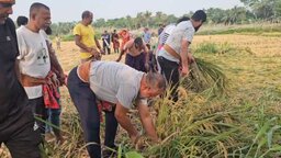 টুঙ্গিপাড়ায় অসহায় বিধবা নারীর ধান কেটে দিলেন সংসদ সদস্য এস এম জিলানী