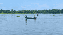 মা ইলিশ রক্ষায় ব্যর্থতা মৎস্য দপ্তর, প্রকাশ্যে নদীতে চলছে ইলিশ শিকার