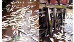 কাঁঠালিয়ায় পুকুরে রাসায়নিক সারের বিষক্রিয়ায় ১০ লাখ টাকার মাছ নিধন