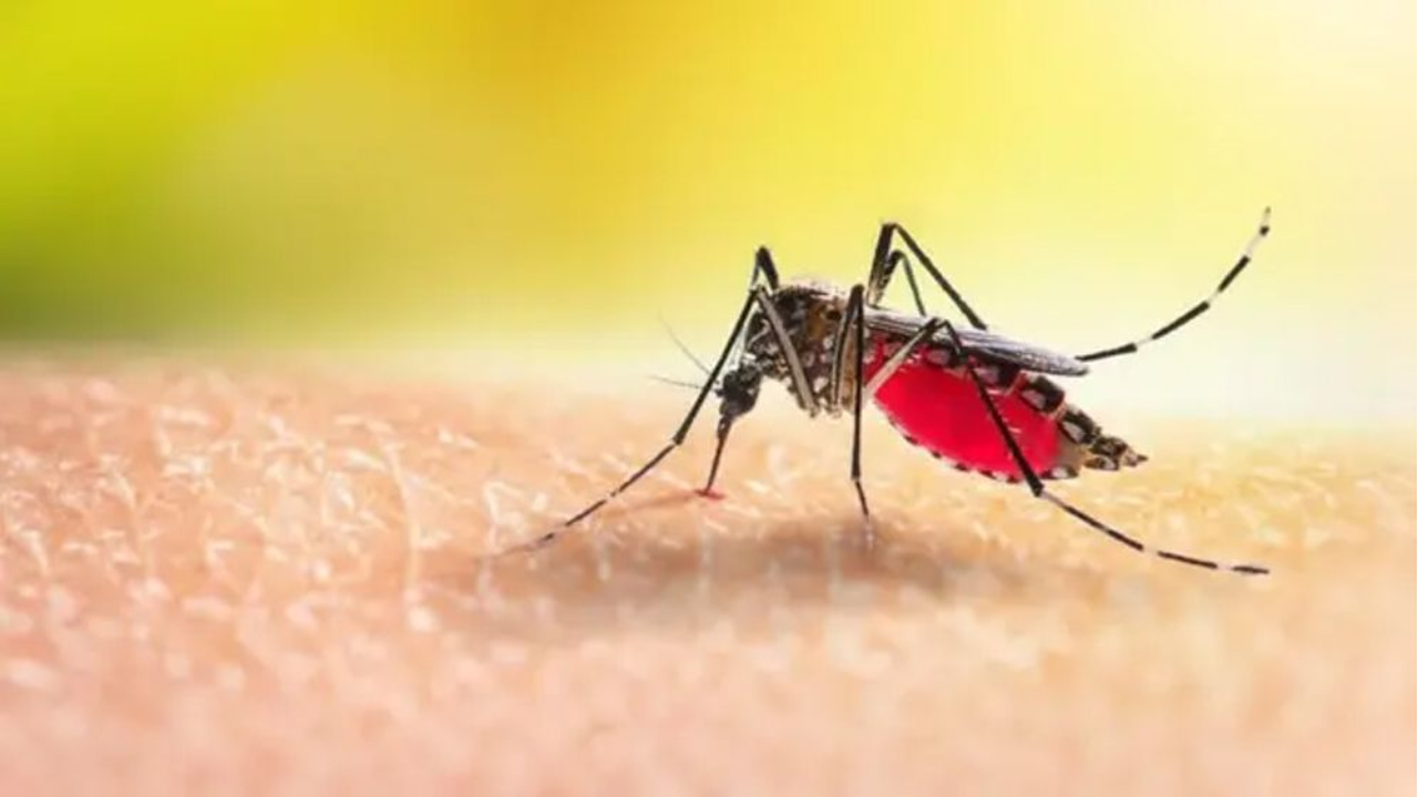ডেঙ্গু: আরও ৩ জনের মৃত্যু, হাসপাতালে ভর্তি ৫১২ জন
