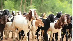 ছাগল কুপিয়ে হত্যা মামলায় কারাগারে যুবক
