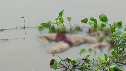 গোপালগঞ্জে মধুমতি নদী থেকে অজ্ঞাত ব্যক্তির লাশ উদ্ধার