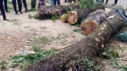 কীর্ত্তিপাশায় সরকারি স্কুলের গাছ কেটে নেওয়ার অভিযোগ, হুকুমদাতাদের বিরুদ্ধে ক্ষোভ