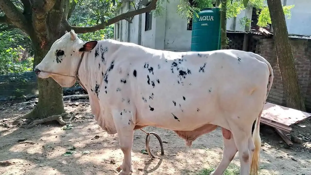 জেনে নিন শিং ভাঙা পশু কোরবানি করা যাবে কিনা?