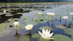 বিলের মাঝে অপরূপ সৌন্দর্য ছড়াচ্ছে শাপলা ফুল