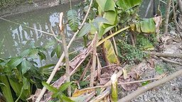 রাজাপুরে কৃষকের দুই শতাধিক গাছ কেটে জমি দখলের চেষ্টার অভিযোগ