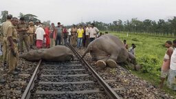 ভারতে যাত্রীবাহী ট্রেনের ধাক্কায় ৭ হাতির মৃত্যু, লাইনচ্যুত পাঁচটি বগি