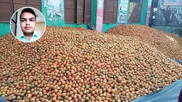স্কুলের প্রধান শিক্ষকের বিরুদ্ধে ছাত্রদের দিয়ে সুপারী পাড়ানোর অভিযোগ