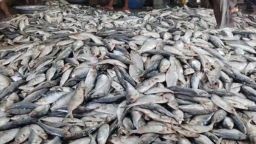 আজ মধ্যরাত থেকে শুরু হচ্ছে জাটকা ইলিশ শিকারের উপর ৮ মাসের নিষেধাজ্ঞা