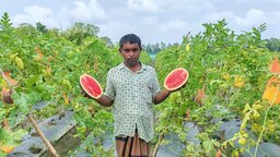 অসময়ে তরমুজ চাষে বাজিমাত নীলফামারীর ওমর আলীর
