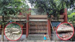 নিয়ম বহির্ভুত ভাবে গাছ কাটায় স্কুল কর্তৃপক্ষের উপর ক্ষোভ এলাকাবাসীর