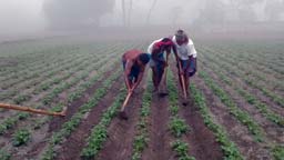 কুড়িগ্রামে তাপমাত্রা ১১.৪ ডিগ্রিতে, খেটে খাওয়া মানুষের দুর্ভোগ