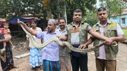 গাজীপুরে বিলুপ্ত প্রজাতির বার্মিজ পাইথন উদ্ধার
