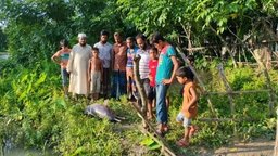 ঝালকাঠির বিষখালী নদীতে ভেসে উঠল মৃত ডলফিন