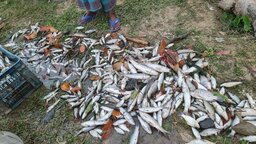 ফেনীতে বিষ প্রয়োগে মাছ নিধনের ঘটনায় কিশোর সারোয়ার আটক