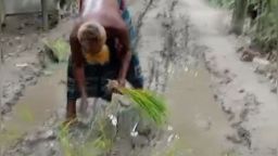 সড়ক যেন চাষের জমি, ধানের চারা লাগিয়ে প্রতিবাদ