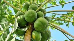 জানেন কী, কাঁচা পেঁপের কত গুন ?