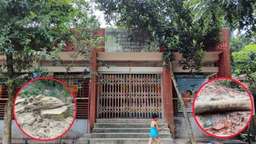 এক গাছের অনুমতি নিয়ে কাটা হলো তিনটি, প্রমাণ লুকাতে মাটি চাপা দেওয়া হলো গাছের গুঁড়ি!