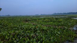 নালিতাবাড়ীতে বাবার মৃত্যুর পর ২৩০ শতক জমি দখলের অভিযোগ