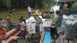 ঝালকাঠিতে এ বছর ১২ কোটি টাকার আমড়া উৎপাদন
