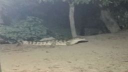 কুমির লোকালয়ে, আতঙ্কে এলাকাবাসী