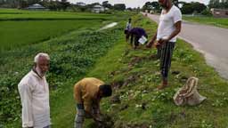 কুয়াকাটায় বাতিঘর এর উদ্যোগে তালের বীজ রোপণ।