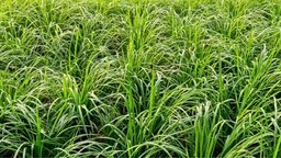 বাকেরগঞ্জে আমনের সবুজ গালিচায় কৃষকের সোনালি স্বপ্ন