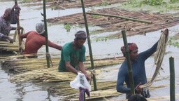 বকশীগঞ্জে পাট চাষে লাভের আশা দেখছেন কৃষকরা