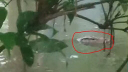 হাতিয়ায় পুকুরে ঘুরে বেড়াচ্ছে বিশালাকার কুমির