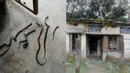 কমিউনিটি ক্লিনিকে মিলল ৭টি বিষধর সাপ, আতঙ্কে স্বাস্থ্যকর্মীরা