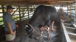 কোটালীপাড়ায় ৪২ মণের ‘কালো পাহাড়’, কোরবানির হাটের বড় আকর্ষণ