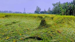 নিম্নচাপের প্রভাবে নীলফামারীতে আমন ধান ও সবজিতে ব্যাপক ক্ষতির আশঙ্কা