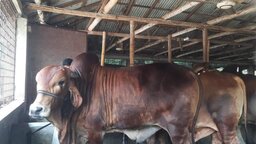 প্রবাস জীবনের ইতি টেনে গরুর খামারে সফল নাজিম