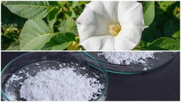 কোটালীপাড়ায় ‘শয়তানের নিঃশ্বাস’ নিয়ে আতঙ্ক